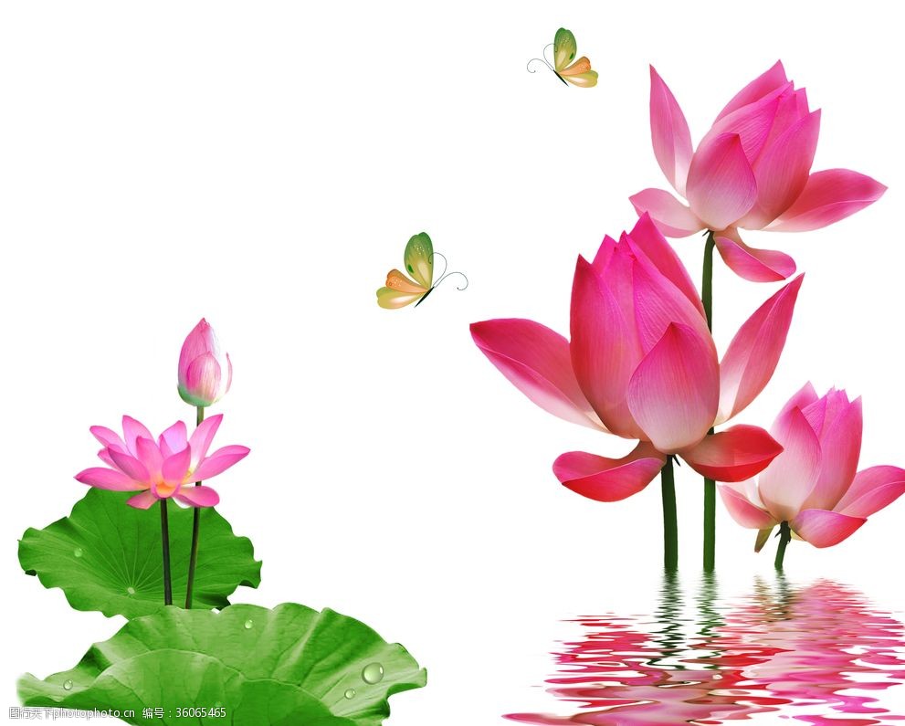 荷花图片 图行天下素材网