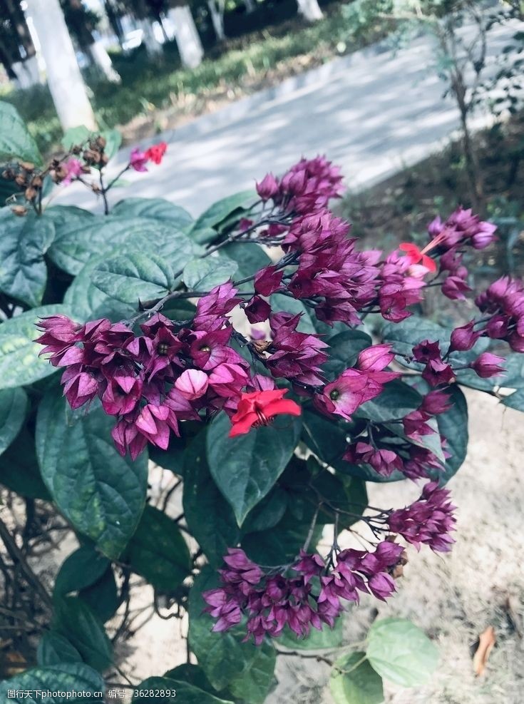 花花花图片 图行天下素材网