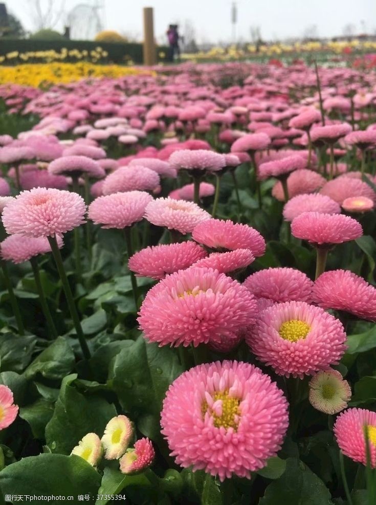 小菊花图片 图行天下素材网