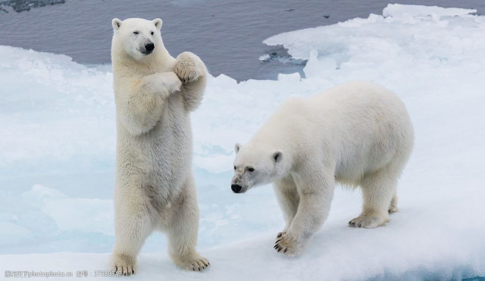 北极熊白熊图片 图行天下素材网