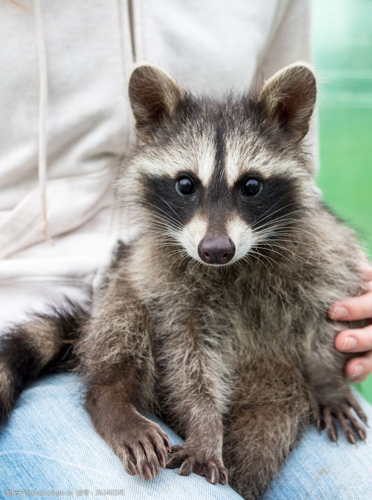 浣熊图片 图行天下素材网