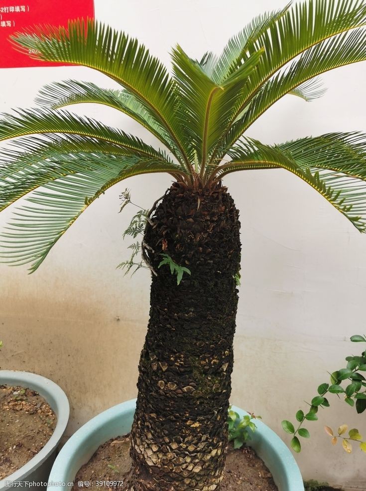 盆景图片图片 图行天下素材网